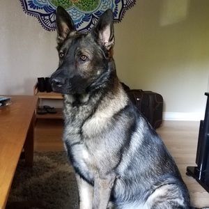 Meet your Posher, Brandon